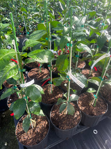 Ruby Red Grapefruit  Tree Grafted