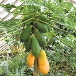 Tainung-1 Papaya Plant - Tropical Fruit Tree for Home Gardens Everglades Farm 