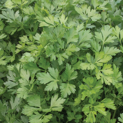 Parsley Plant Organic - Culinary Favorite with High Yield Giant of Italy Everglades Farm