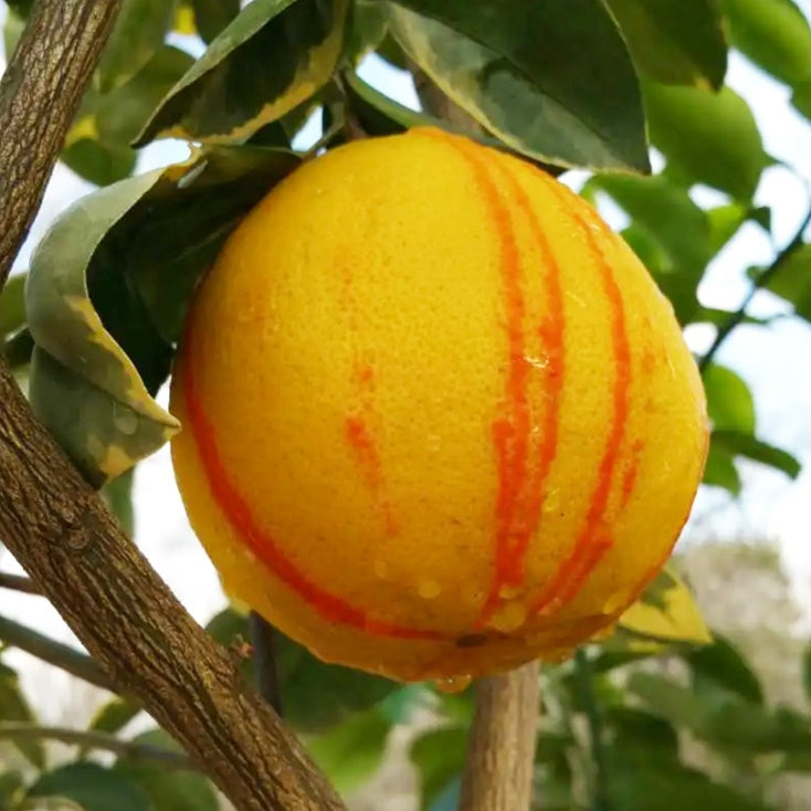 Variegated Minneola Tangelo Tree Grafted - Everglades Farm