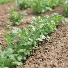 Cilantro Plant Leisure - Organic and Fast growing in 1 gallon container Everglades Farm