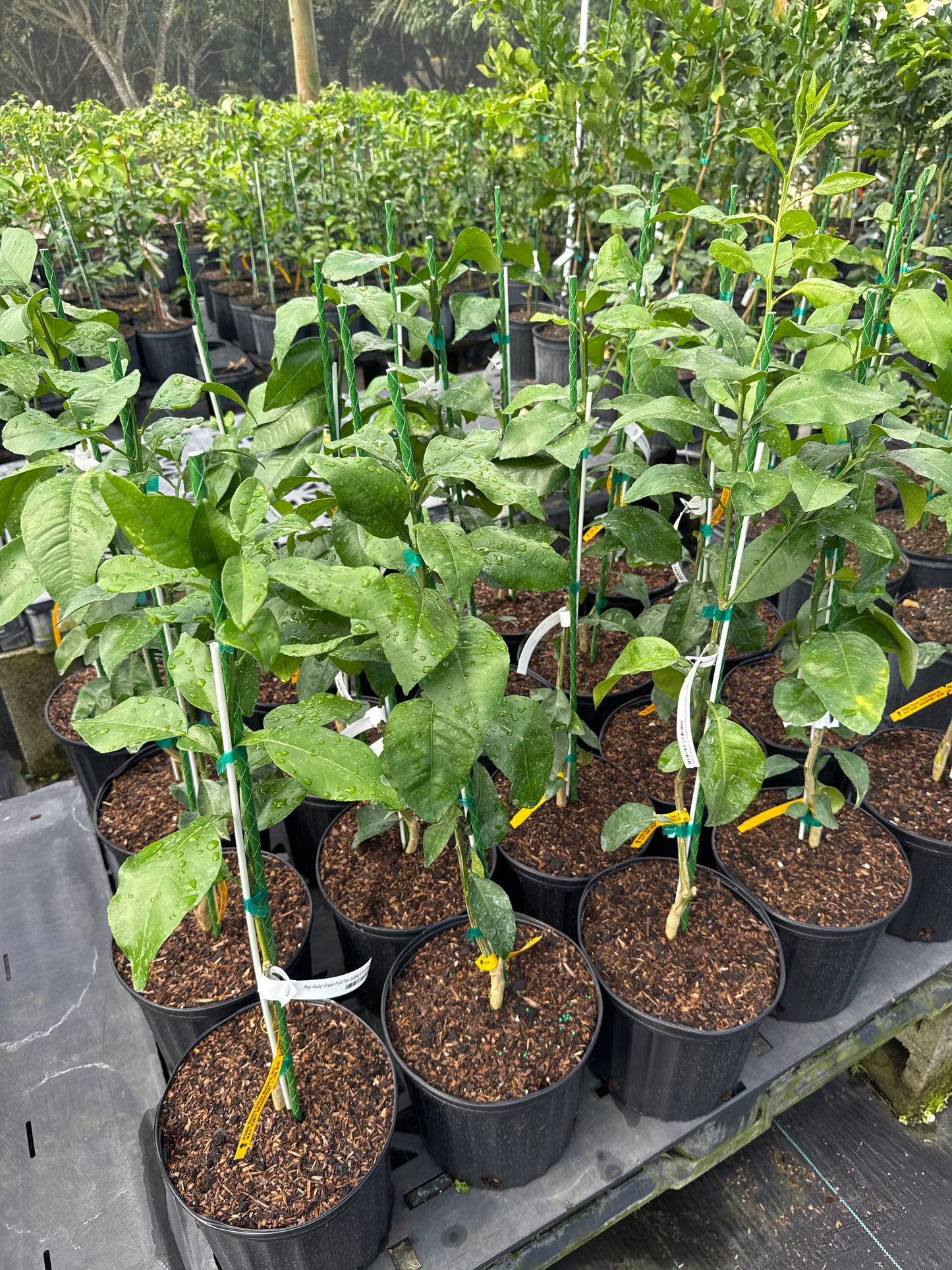 Ray Ruby Grape Fruit Tree Grafted