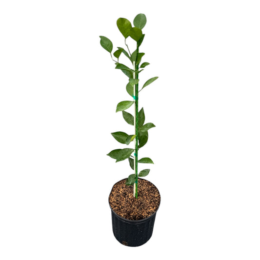 Valencia Orange Tree for Sale | Grafted Citrus Tree from Florida