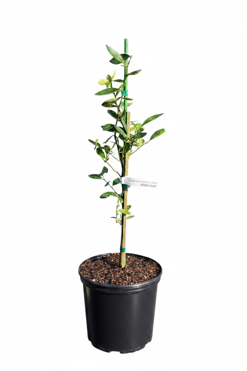 Callie Kumquat Dwarf Tree - Meiwa Nagami Hybrid for Delicious Fruit