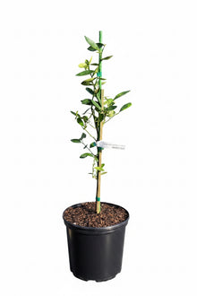 Callie Kumquat Dwarf Tree - Meiwa Nagami Hybrid for Delicious Fruit