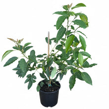 Fuerte Avocado Tree