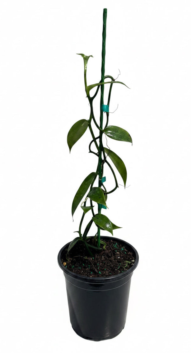 A potted vanilla plant with green leaves and stems climbing a dark green support stake, in a black plastic nursery pot on a white background.