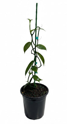 A potted vanilla plant with green leaves and stems climbing a dark green support stake, in a black plastic nursery pot on a white background.