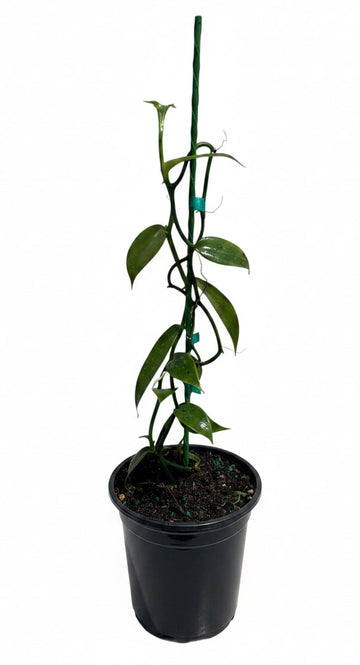 A potted vanilla plant with green leaves and stems climbing a dark green support stake, in a black plastic nursery pot on a white background.