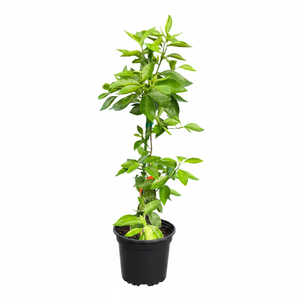 Sunburst Mandarin Tree Grafted