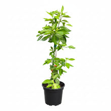 Sunburst Mandarin Tree Grafted