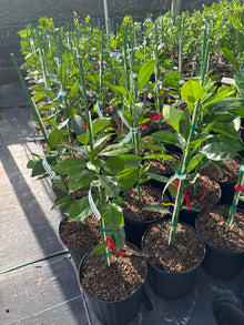 Moro Blood Orange Dwarf Tree Grafted