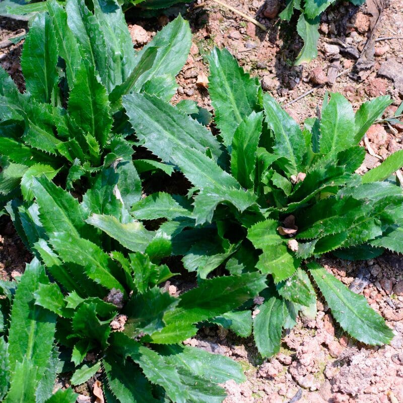 Fresh Culantro Plant - Aromatic Herb Everglades Farm