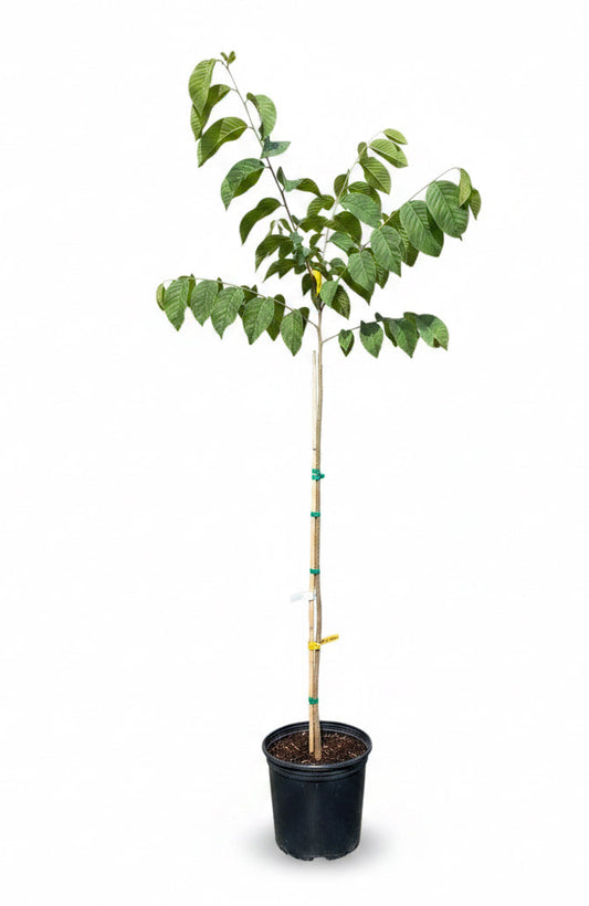 Priestly Atemoya Tree