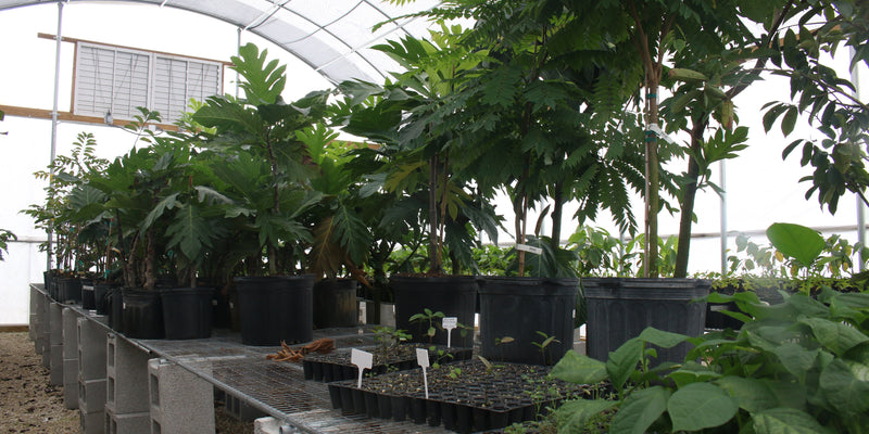 Everglades Farm Reveals Top Medicinal Plants and Fruit Trees Driving the Wellness Trend Among Customers in 2025