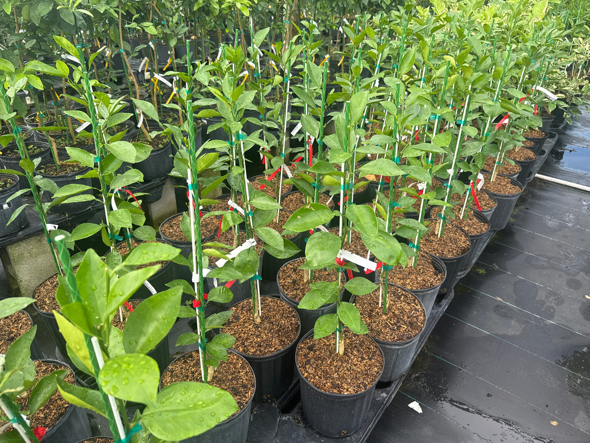 Valencia Orange Tree for Sale | Grafted Citrus Tree from Florida