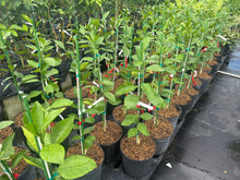 Valencia Orange Tree for Sale | Grafted Citrus Tree from Florida