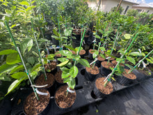 Washington Navel Dwarf Orange Tree Grafted