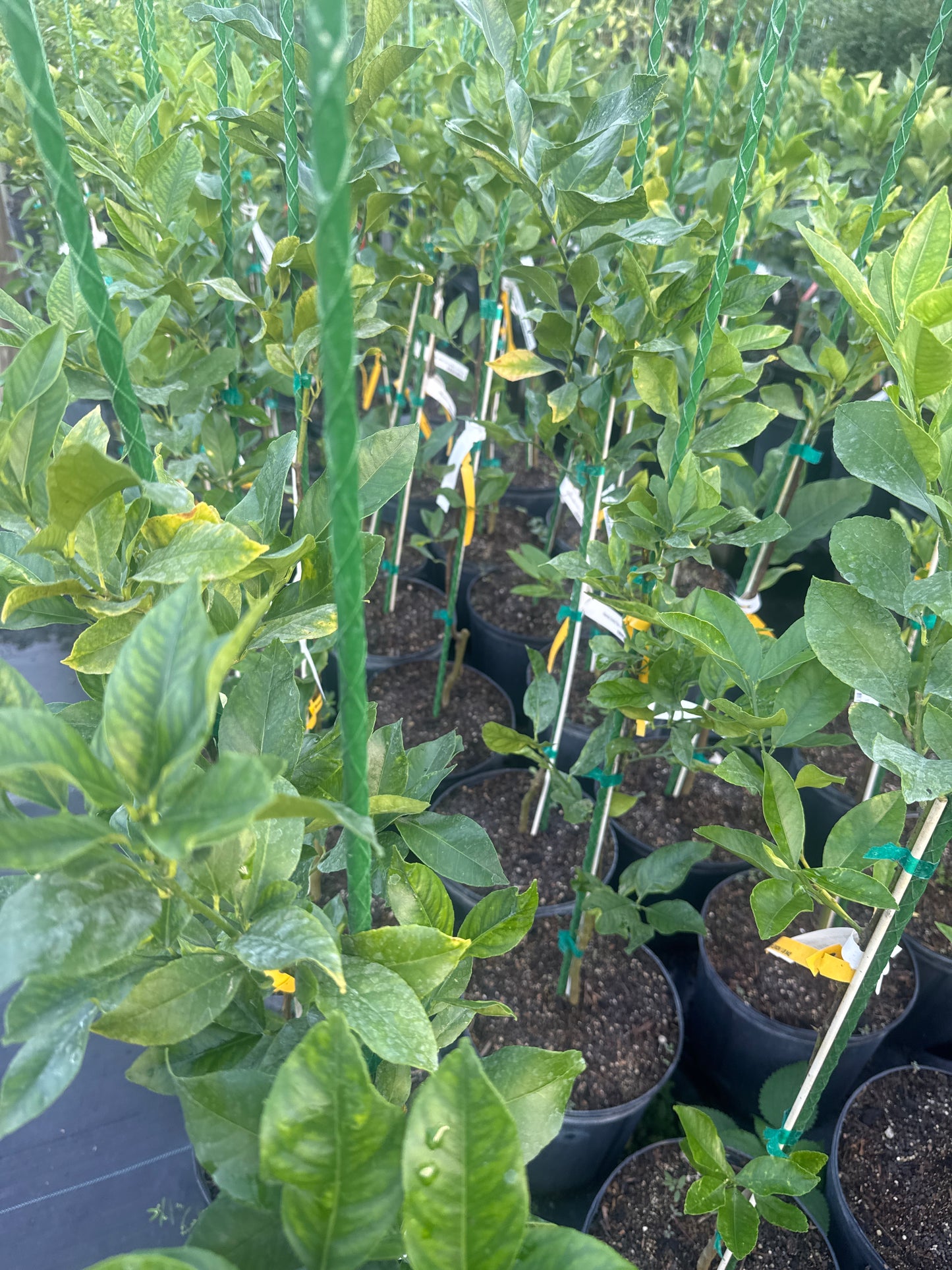 Harvey Lemon Tree,  Grafted - Cold Hardy, Disease Resistant