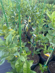 Harvey Lemon Tree,  Grafted - Cold Hardy, Disease Resistant