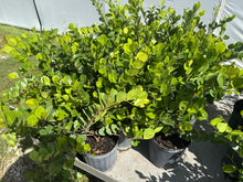 Horizontal Cocoplum – Chrysobalanus icaco 'Horizontal'