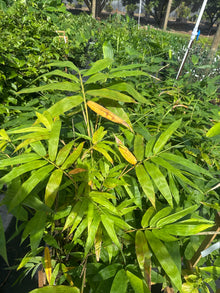 Ever Bamboo Tree - Sustainable, Eco-Friendly Bamboo for Landscaping