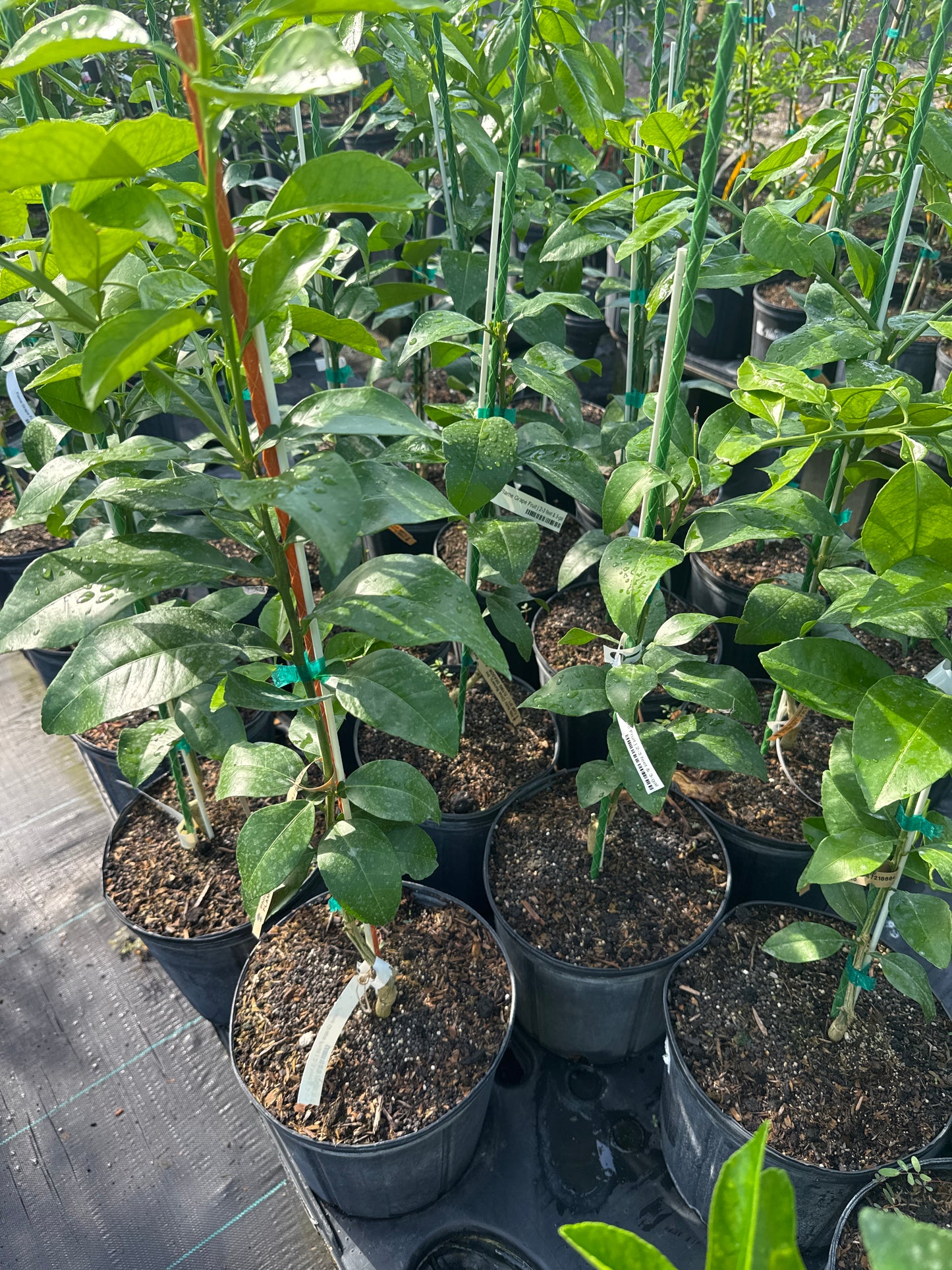 Flame Grapefruit Tree Grafted