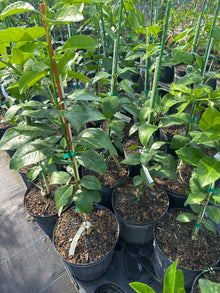 Flame Grapefruit Tree Grafted