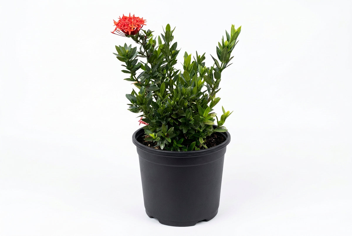 Dwarf Taiwanese Red Ixora – Ixora taiwanensis 'Dwarf Red' | Compact Flowering Tropical Shrub