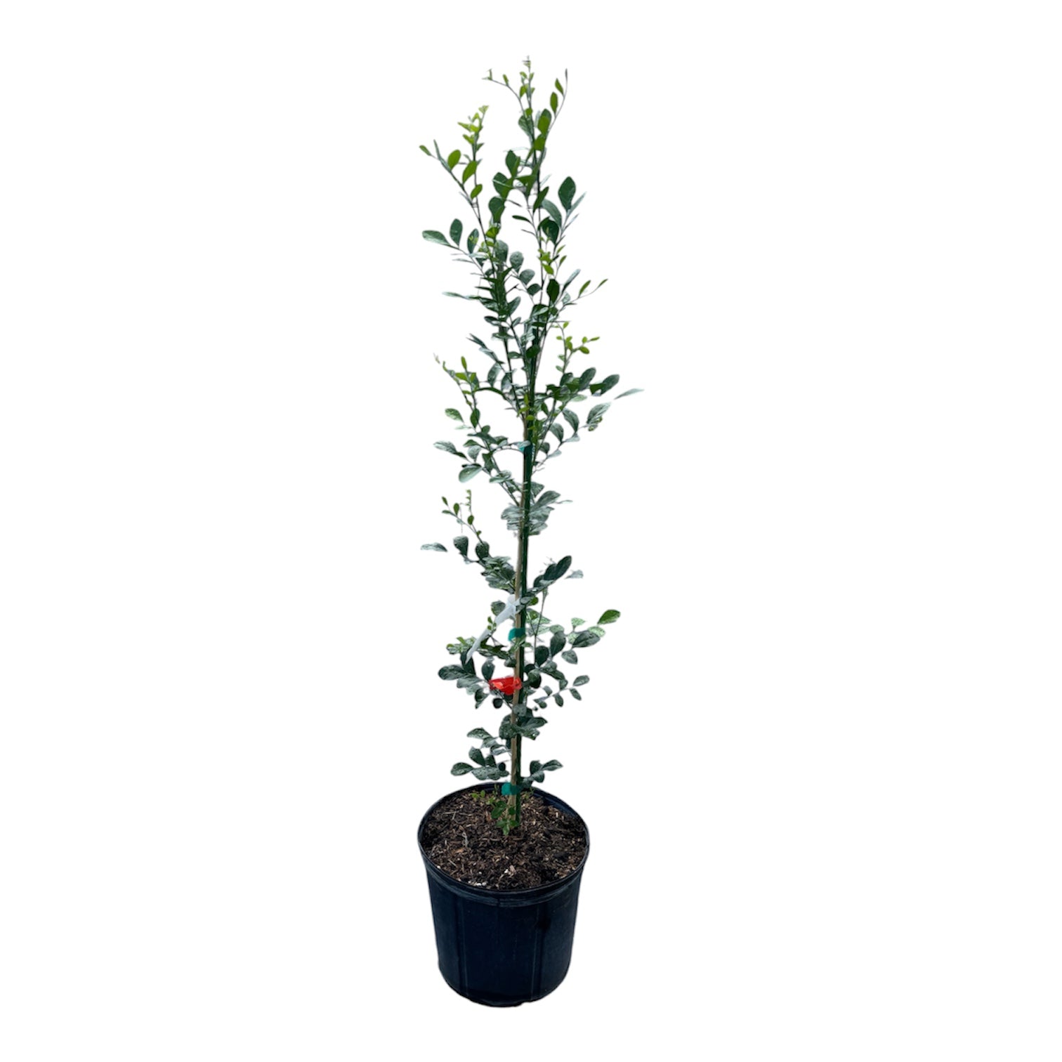 Orange Jasmine Plant – Murraya paniculata | Fragrant Tropical Hedge Shrub
