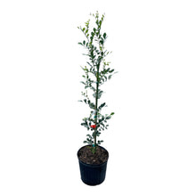 Orange Jasmine Plant – Murraya paniculata | Fragrant Tropical Hedge Shrub