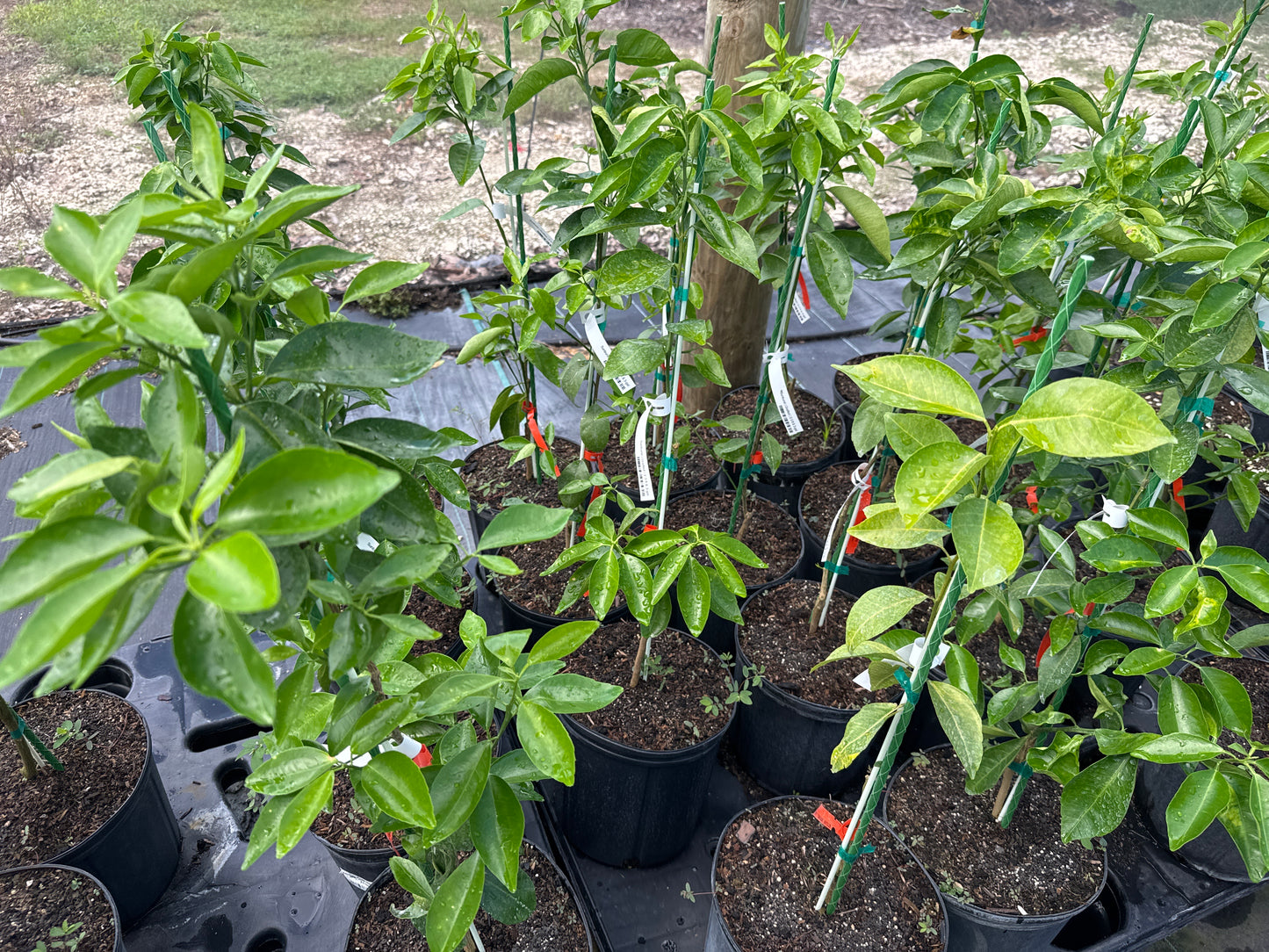 Sunburst Mandarin Tree Grafted