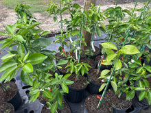 Sunburst Mandarin Tree Grafted