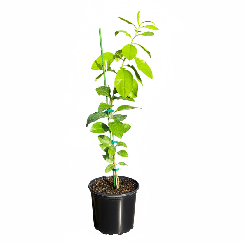 Flame Grapefruit Tree Grafted