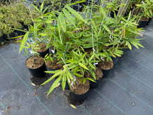 Black Asper Bamboo Tree - Dendrocalamus asper 'Hitam' - Giant Ornamental Bamboo for Large Landscapes
