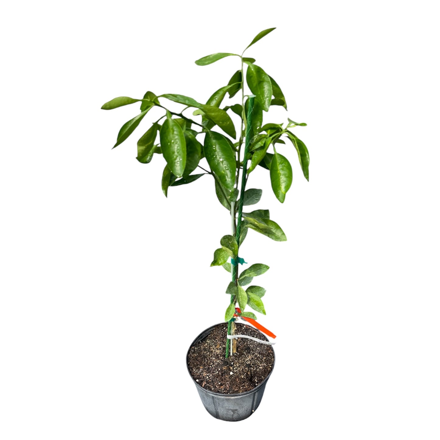 Orlando Tangelo Fruit Tree