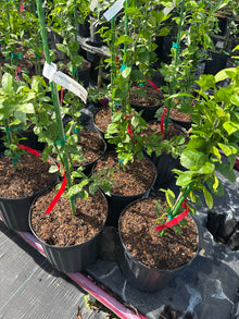 UF Red Lime Finger Tree Cuttting Australian