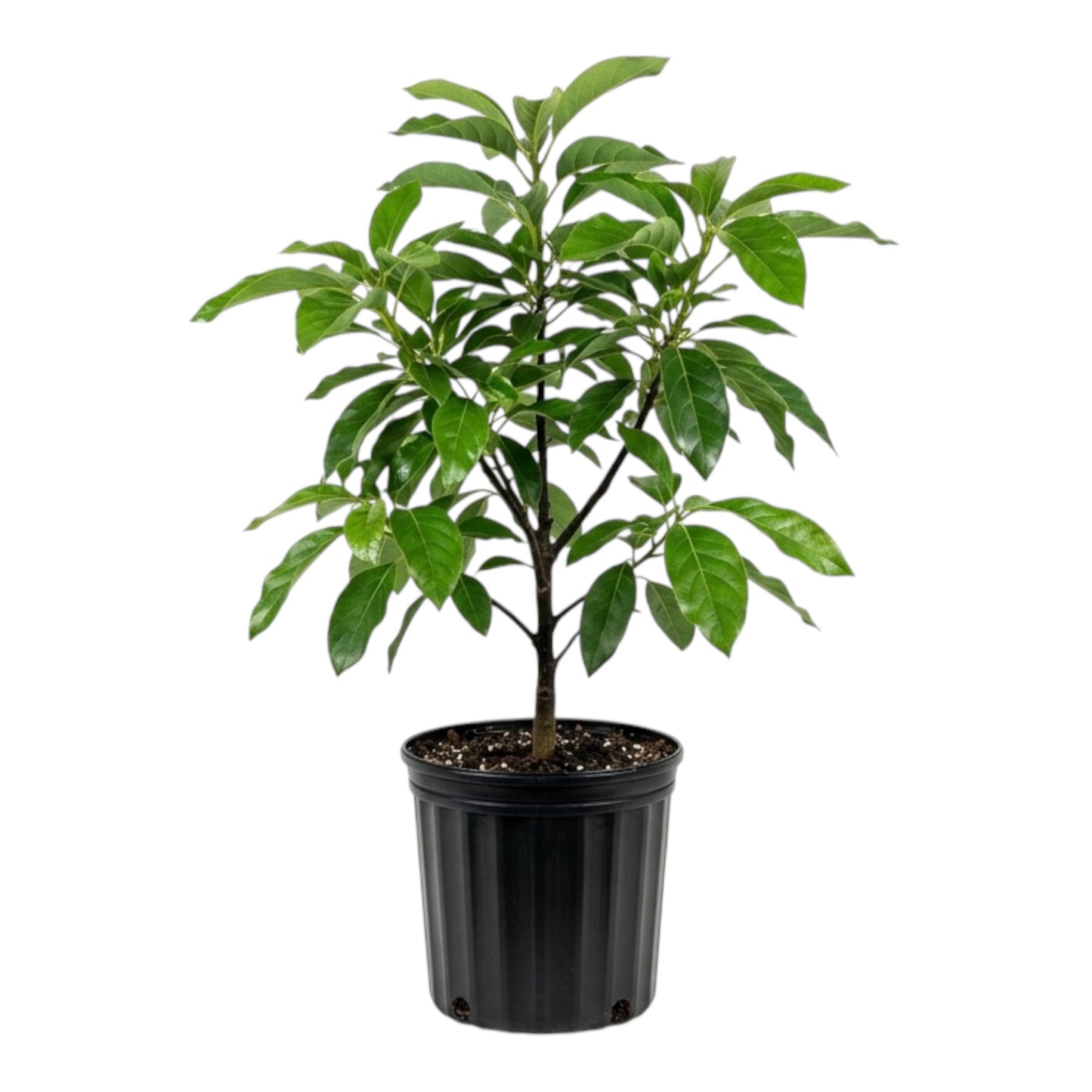Booth 7 avacado tree