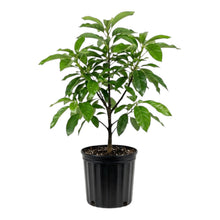 Booth 7 avacado tree