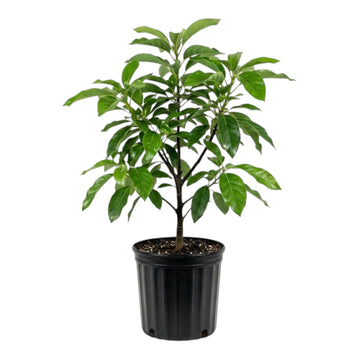 Booth 7 avacado tree