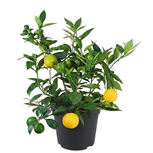 Sunquat Grafted Fruit Tree
