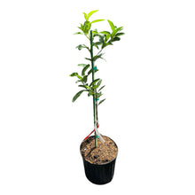 Marumi Kumquat Grafted Fruit Tree