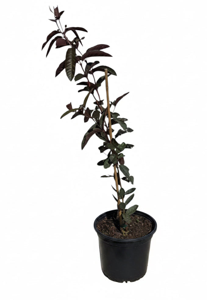 Malaysian Red Guava Tree - Tropical Beauty with Vibrant Red Fruit