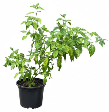 Aji Cachucha Sweet Chili Pepper 