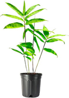 Asper Bamboo Plant for Sale - Edible Shoots & Sustainable Building Material Everglades Farm