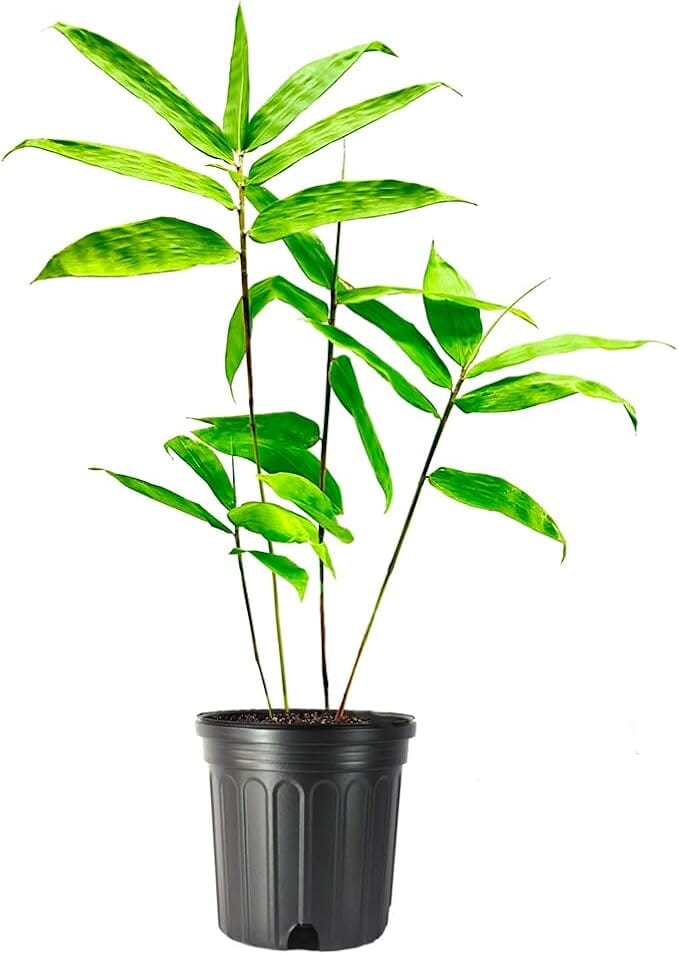 Asper Bamboo Plant for Sale - Edible Shoots & Sustainable Building Material Everglades Farm