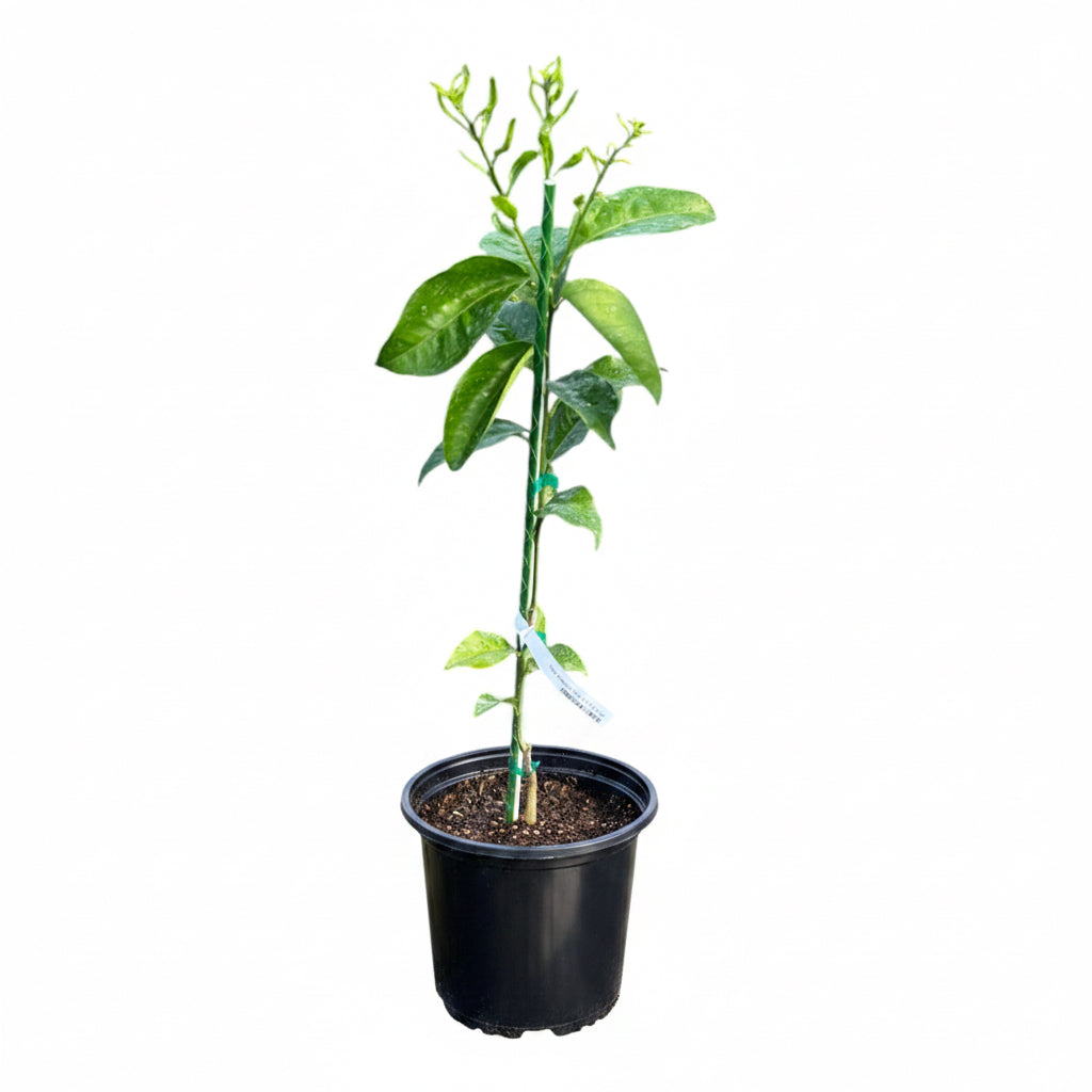 Page Mandarin Tree Grafted