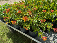 Firebush Plant attracts hummingbirds and butterflies | Florida Native