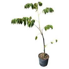 A potted young tree or shrub with green leaves and a slender stem, shown against a plain white background.