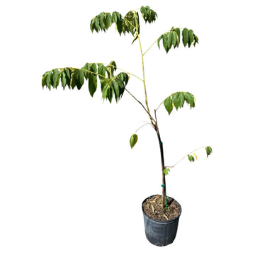 A potted young tree or shrub with green leaves and a slender stem, shown against a plain white background.
